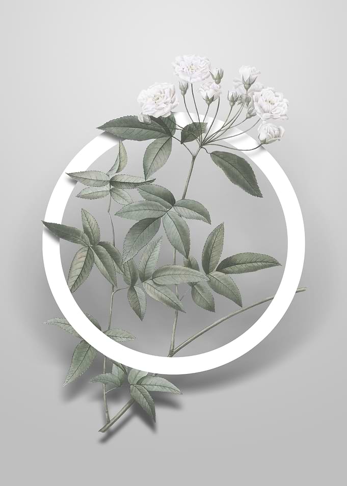 Lady Banks Rose Flower