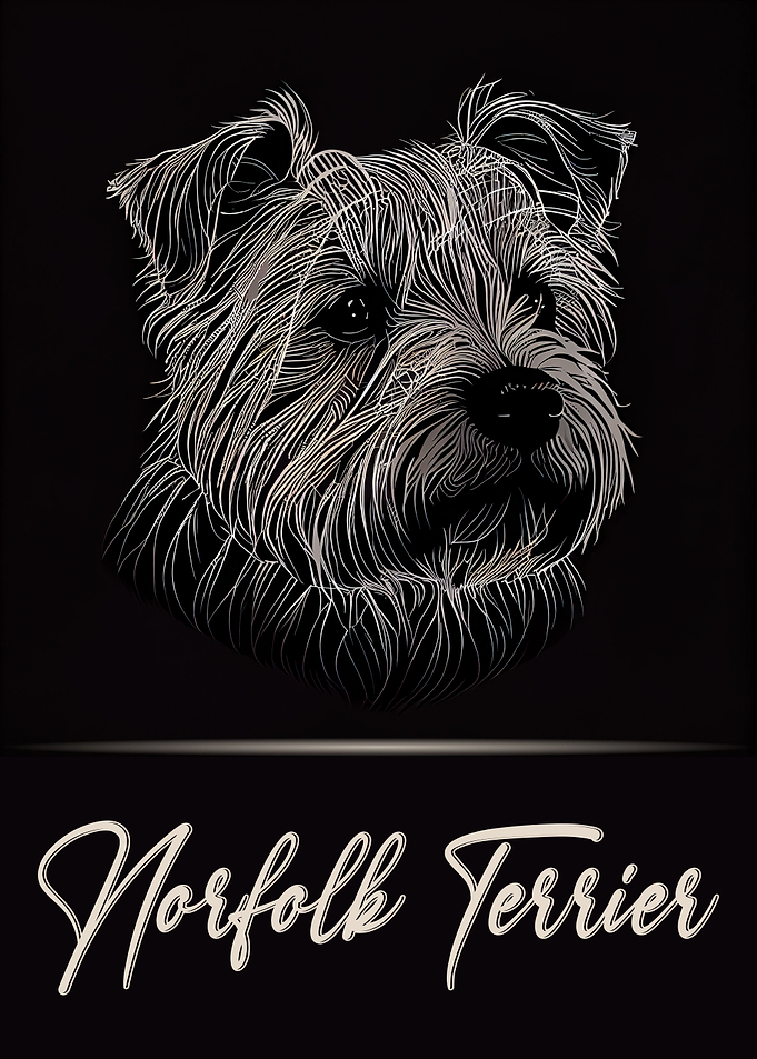 Norfolk Terrier Portrait