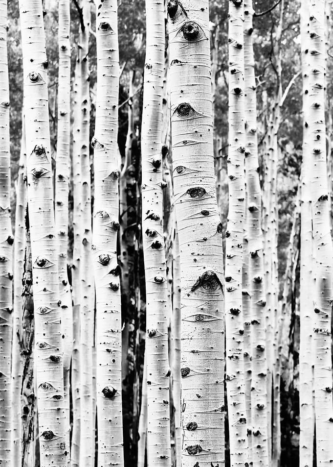Birches