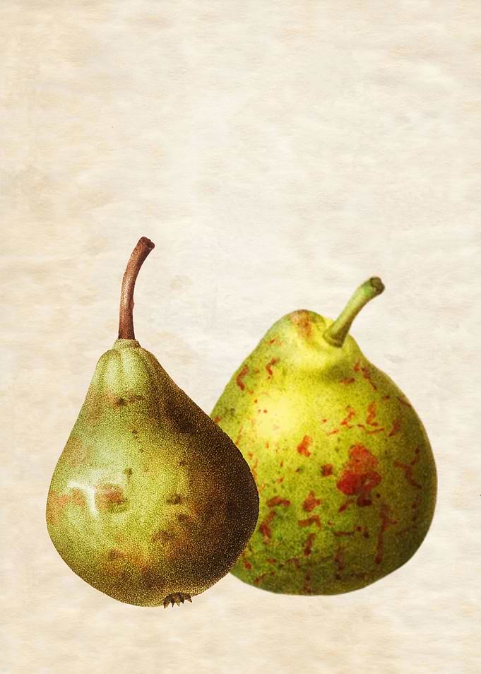 PEARS PAIR VINTAGE