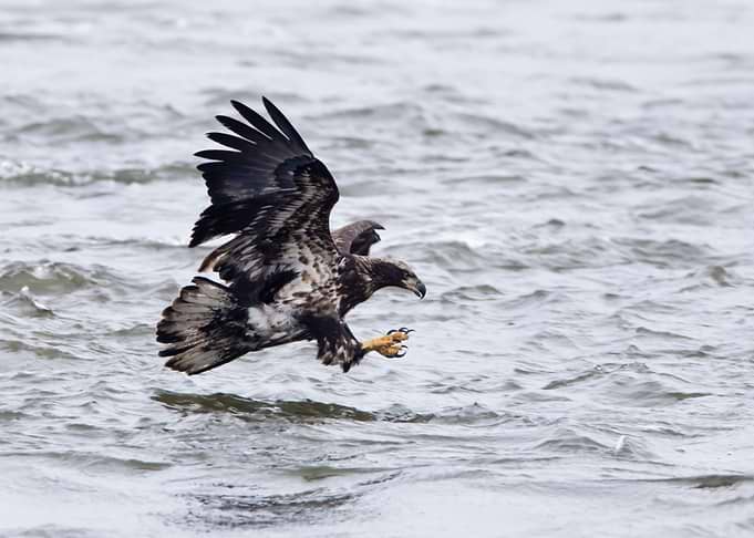 Eagle and talons