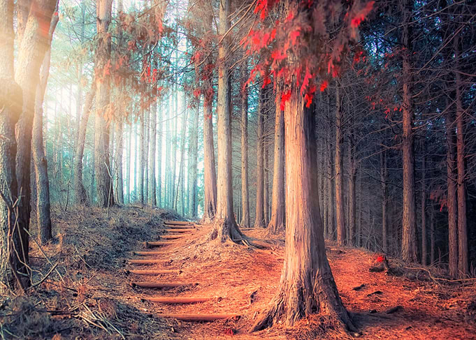Autumn In Japan