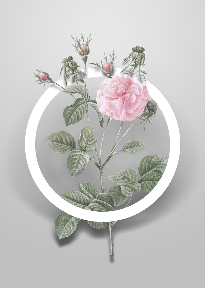 Pink Agatha Rose Flower