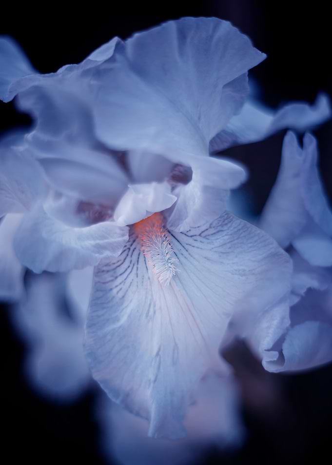 Iris flower, white petal