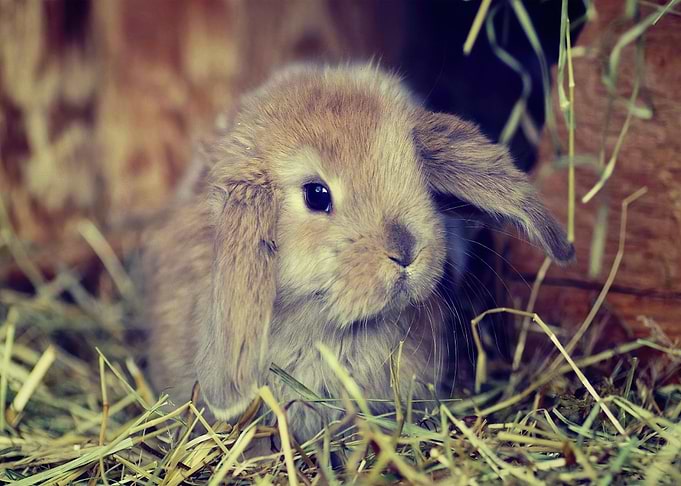 Adorable Domestic Rabbit