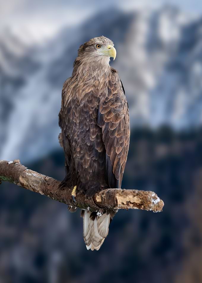 Hawk
