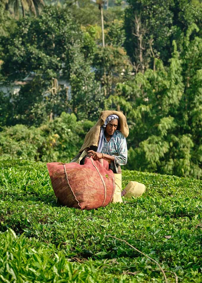 tea plantation