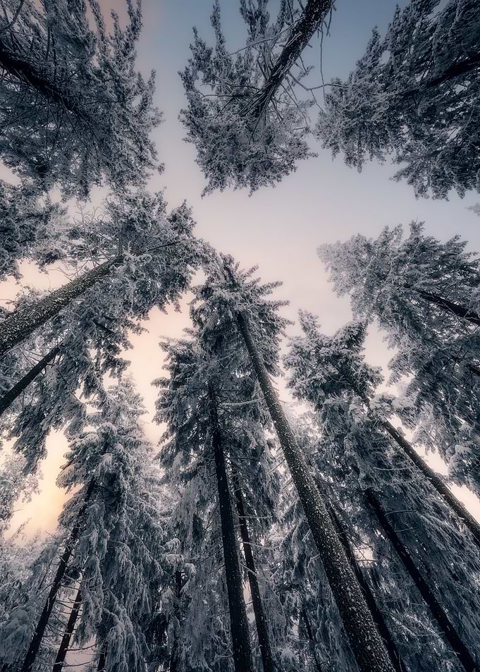 Up in the frosty air