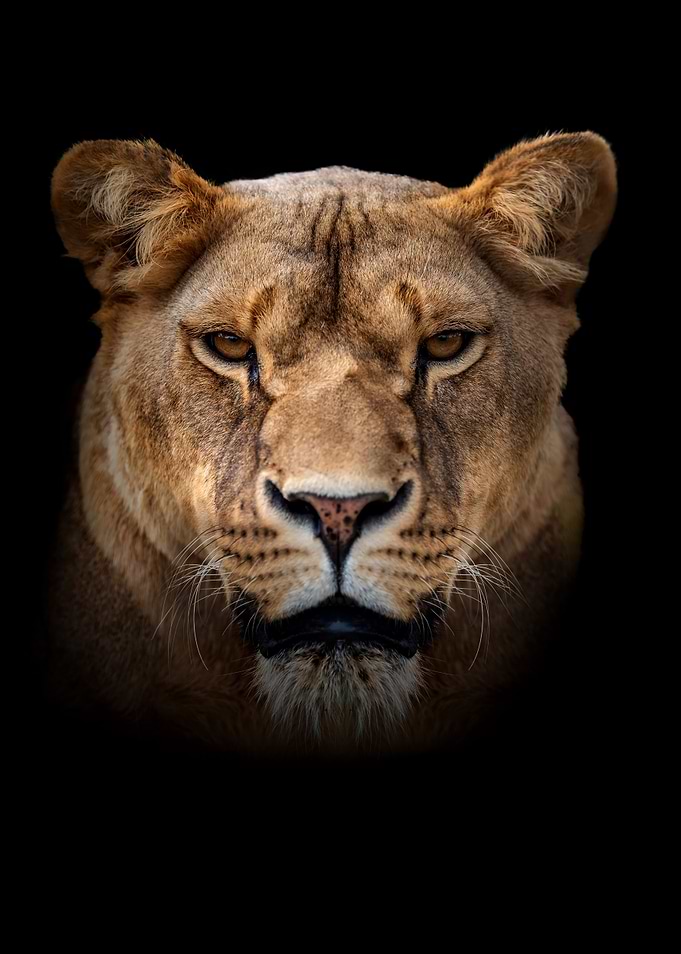 Lion portrait