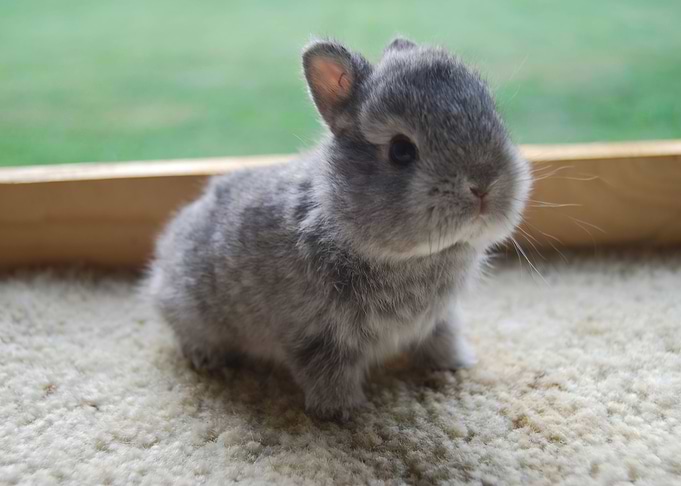 Baby Grey Bunny Poster