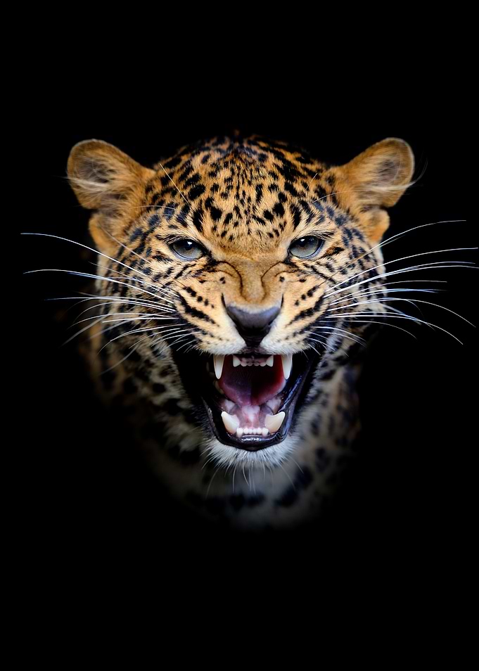 Leopard portrait