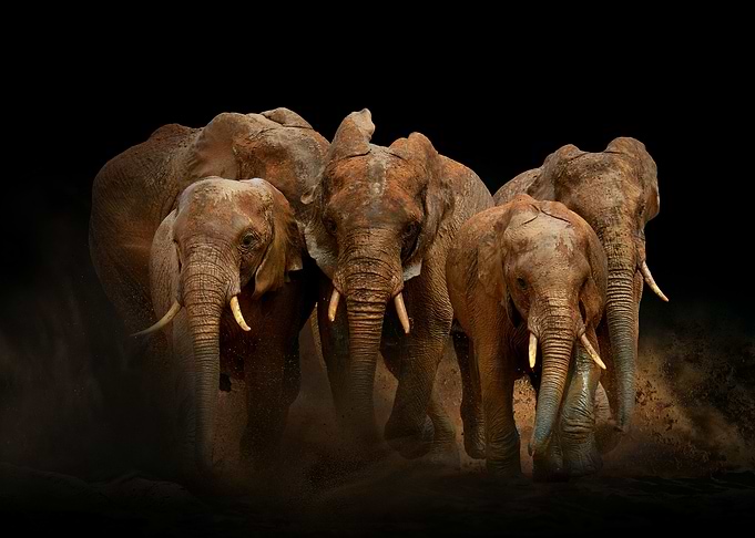 Elephant