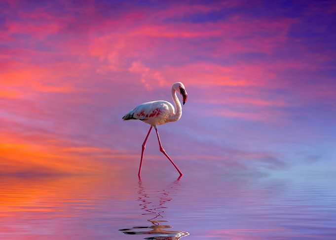 Flamingo