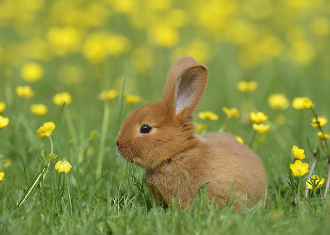 Adorable Bunny On The Gras