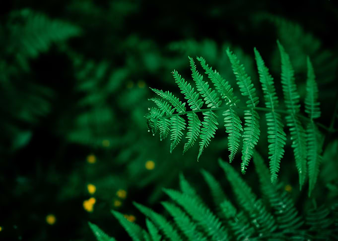 Fern