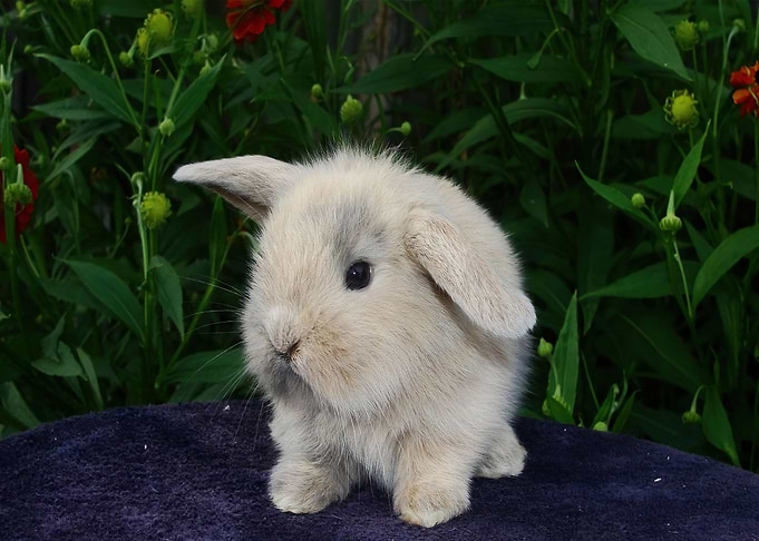 Innocent Baby Bunny Poster