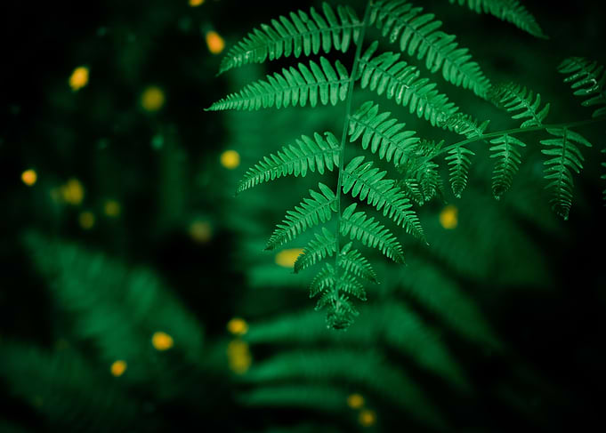 Fern
