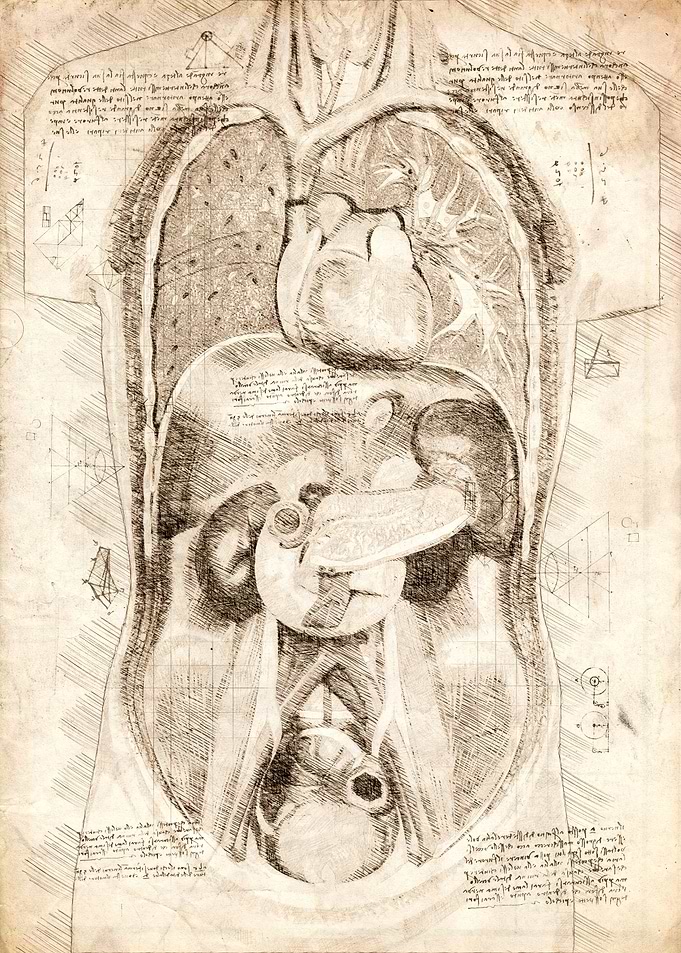 Human Anatomy Organs