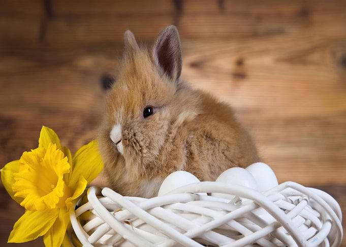 Bunny With Yellow Flower
