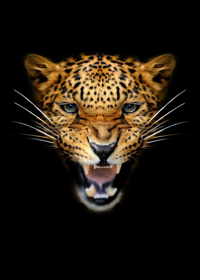 Angry leopard portrait