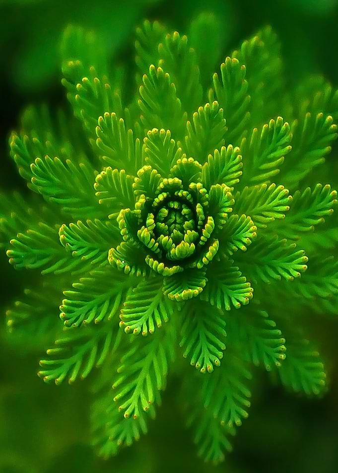 fern