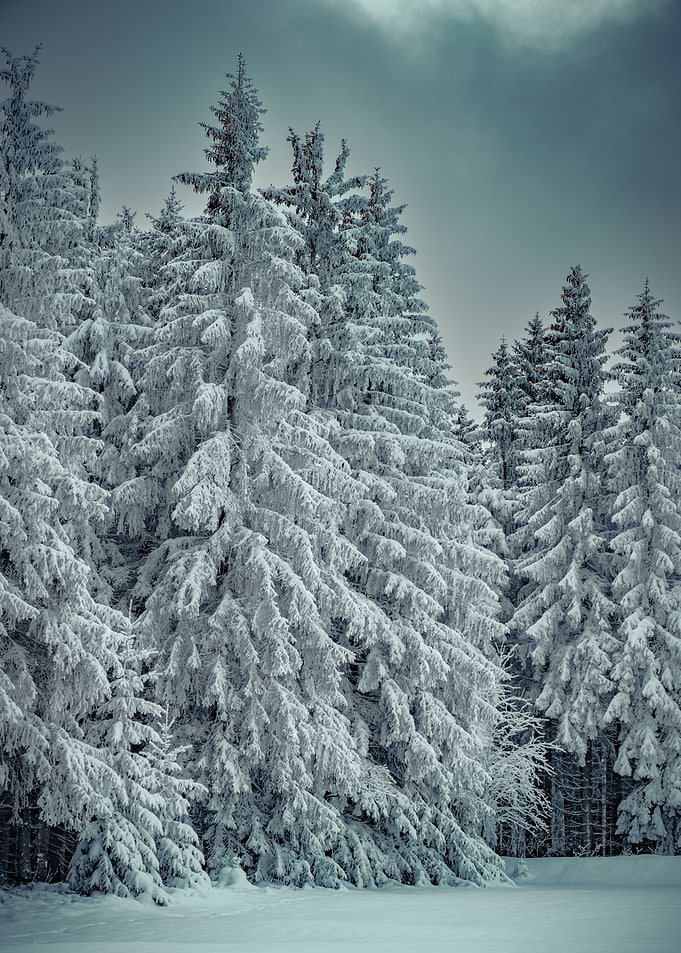 Frosty woods