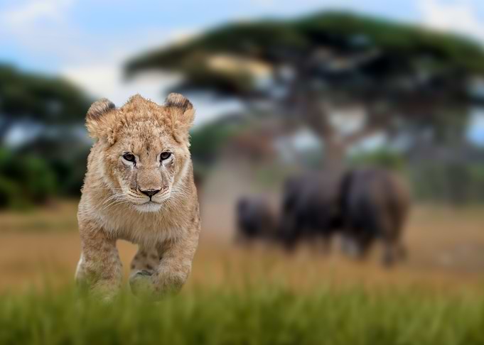 Lion cub