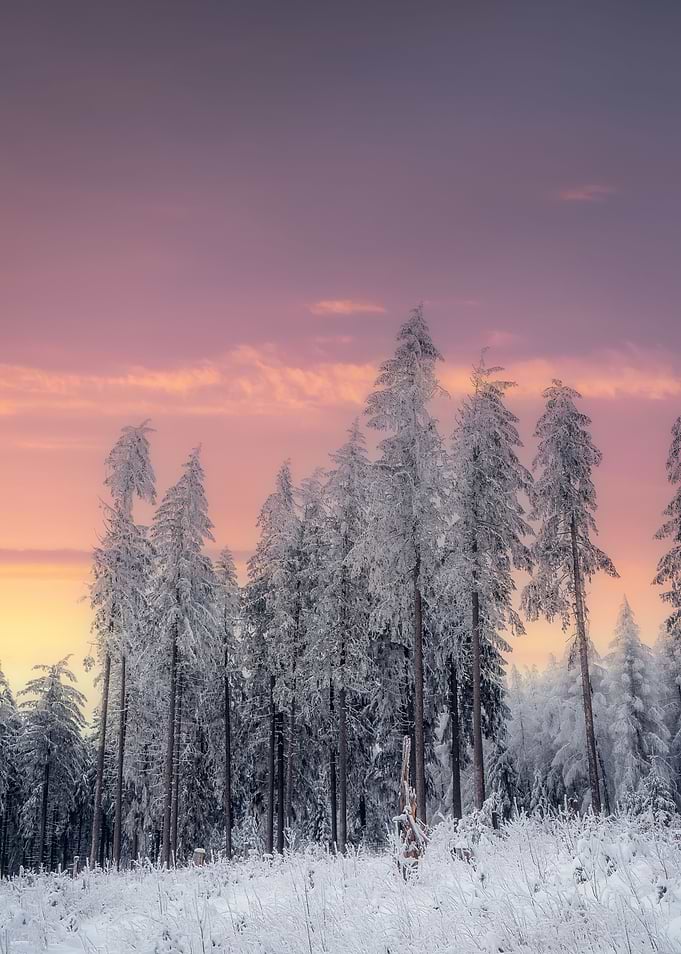 Beauty of winter