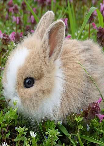 Adorable Baby Rabbit Poste