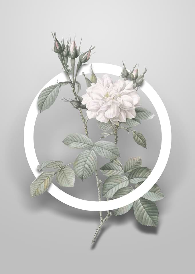 Autumn Damask Rose Flower