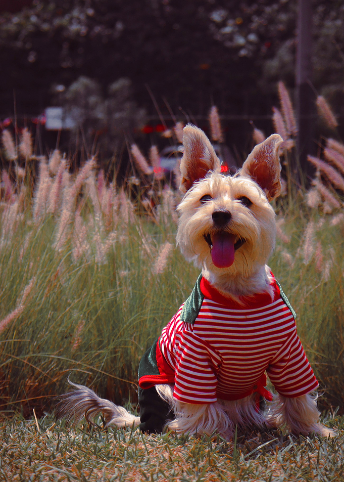 CUTE PUPY