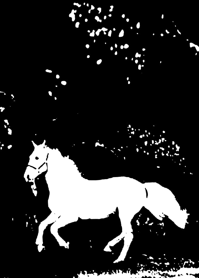 horse in black and white