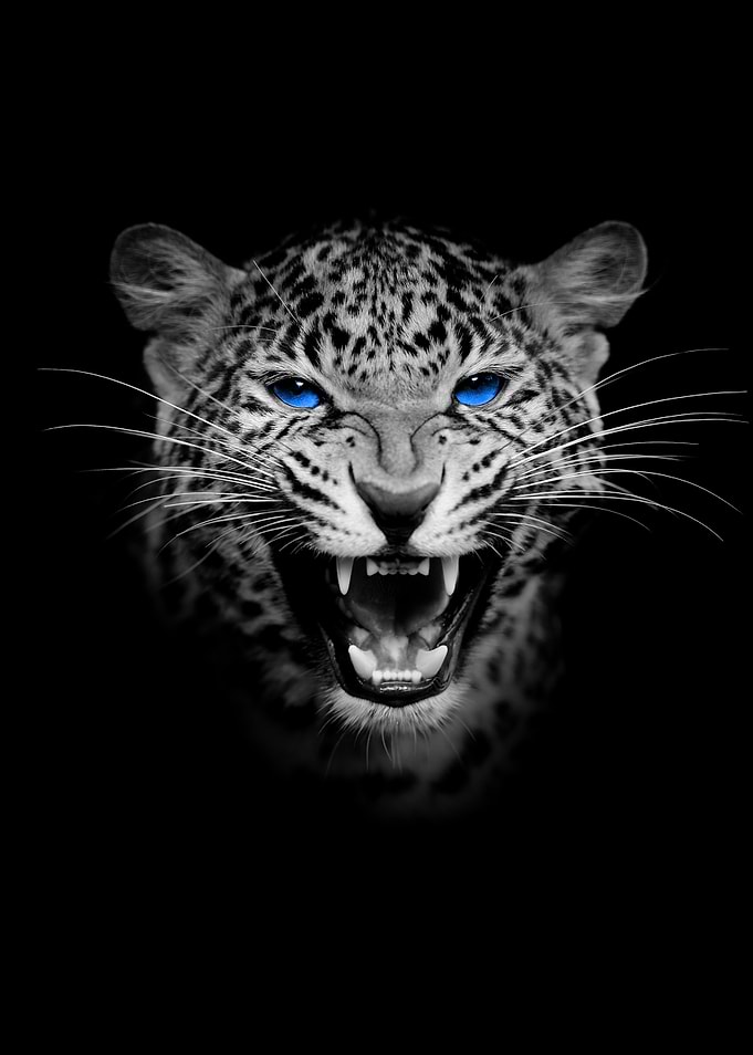 Leopard portrait