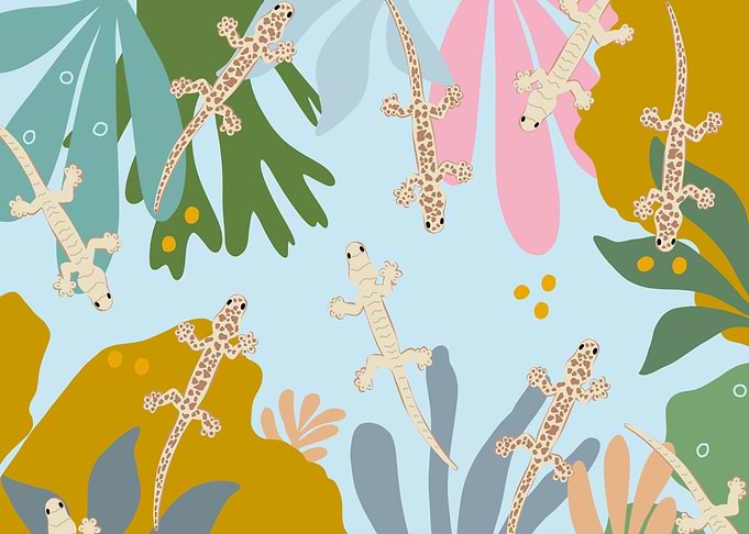 Geckos in the Jungle 1