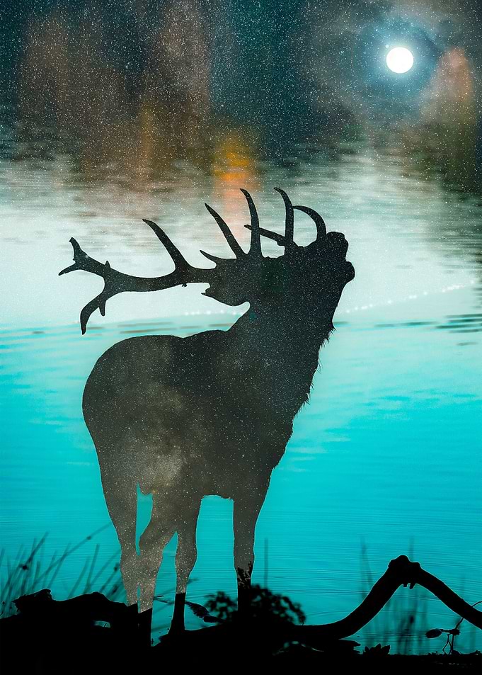 Moose in Space