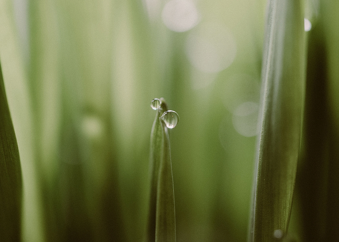 Grass