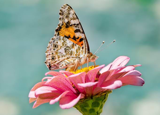 Butterfly Poster on a Lily