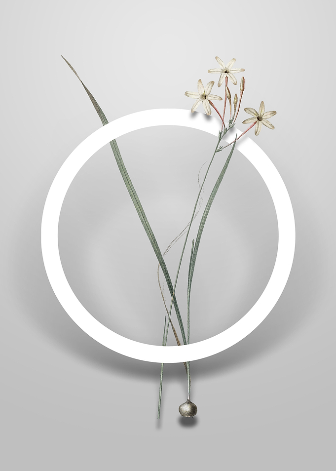 Ixia Longiflora Flower Art
