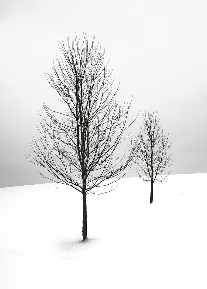 Snowy Serenity
