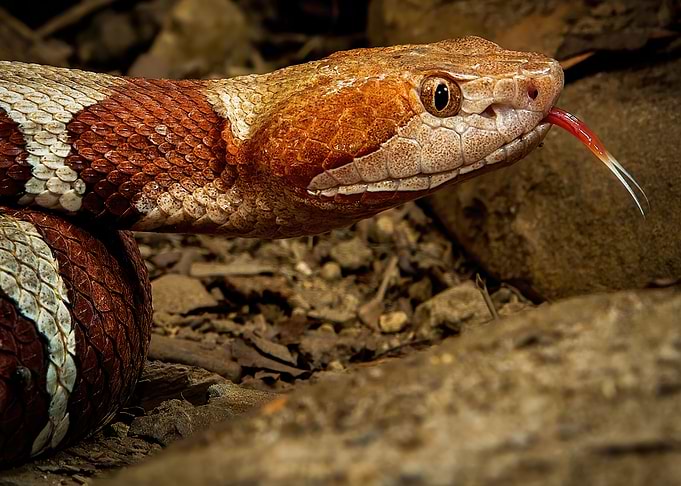 Trans Pecos Copperhead