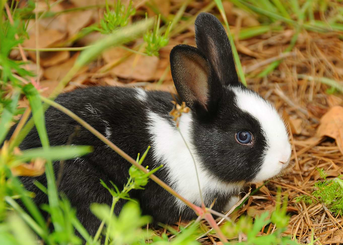 Shy Adorable Bunny Poster