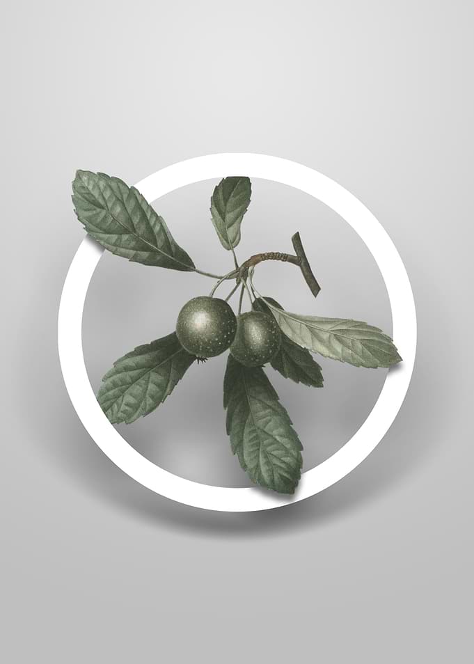 Vintage Crabapple Flower