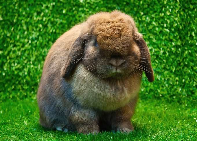 Adorable Giant Bunny Poste