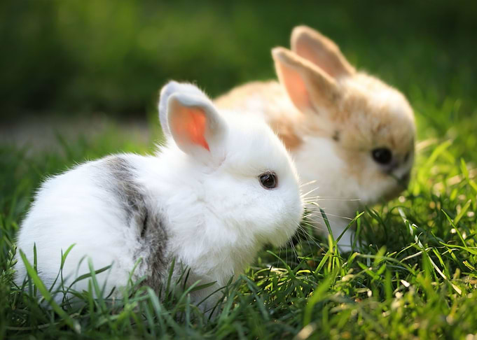 2 Adorable Baby Bunnies