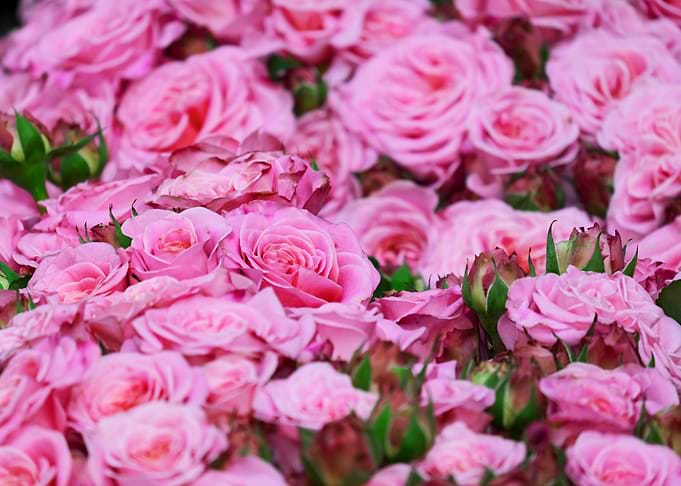 pink rose