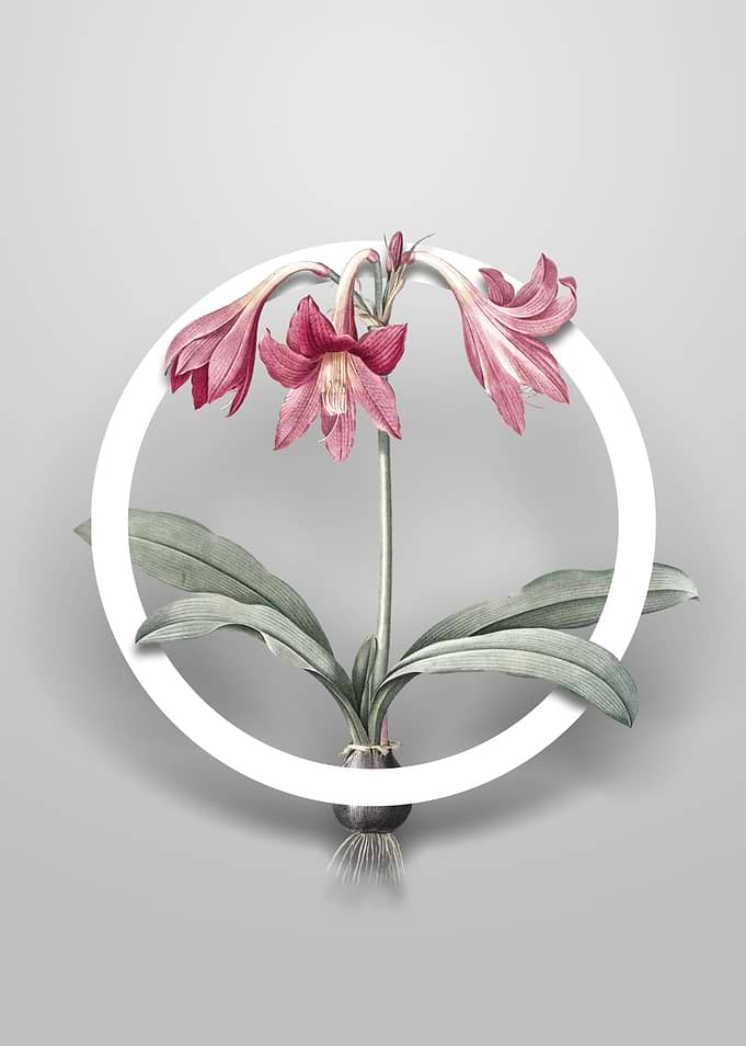 Netted Veined Amaryllis