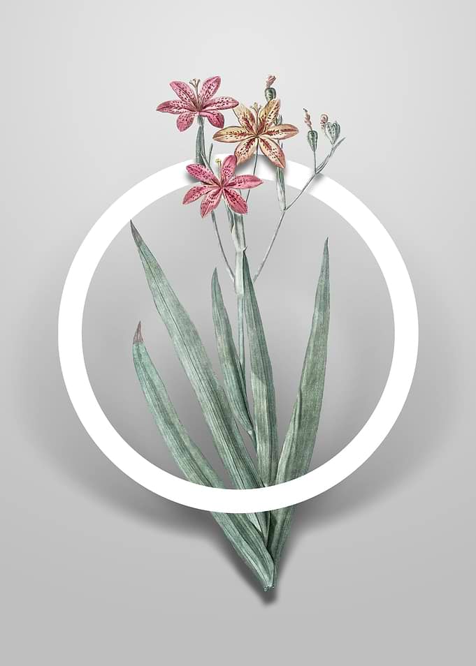 Blackberry Lily Flower Art