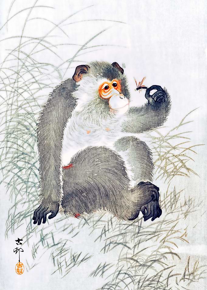 Monkey With Insect