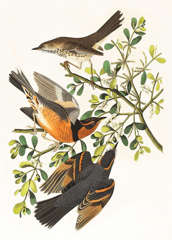 Vintage Mocking Birds