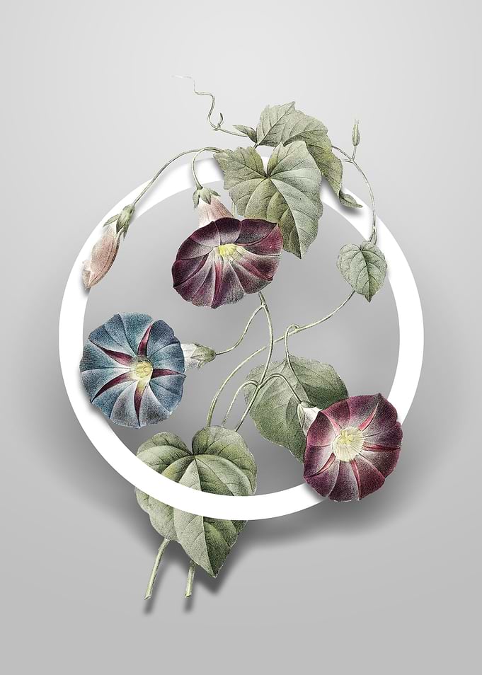 Morning Glory Flower Art